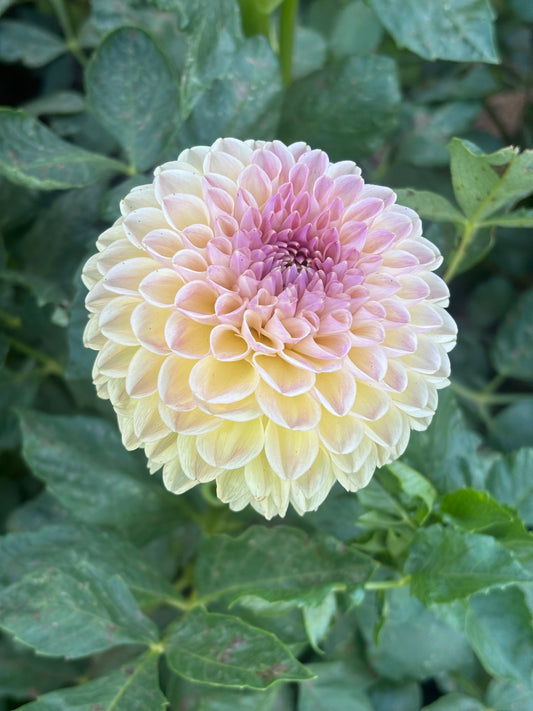 Clearview Peachy