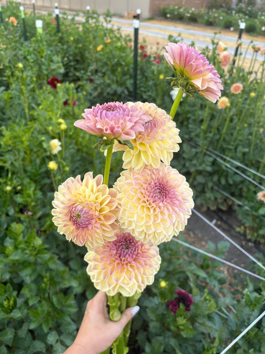 Clearview Peachy